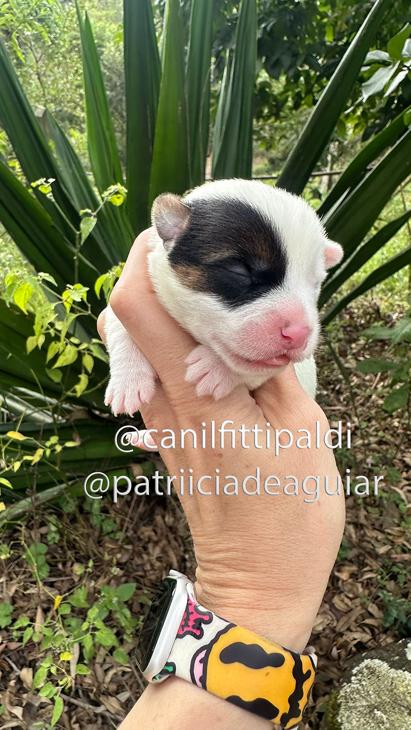 Jack Russell Terrier macho bicolor em São Paulo